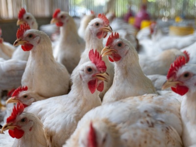 Rolnicy apelują do ministra sprawiedliwości. Chodzi o działania organizacji antyhodowlanych