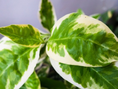 Z tą rośliną poradzi sobie każdy. Jest piękna i łatwa w uprawie