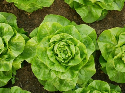 Chcesz mieć nowalijki wcześniej, niż sąsiedzi? Wystarczy, że zrobisz to