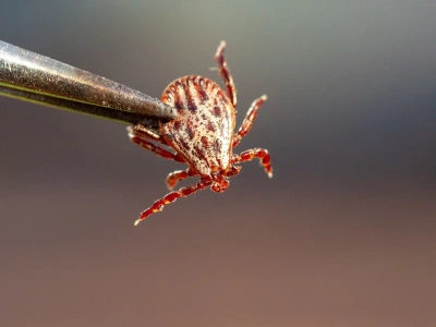 Zima masowo wybije kleszcze? Ta bakteria daje im „supermoc”
