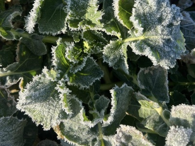 Siarczysty mróz uderzy w oziminy? Rolnicy patrzą z niepokojem