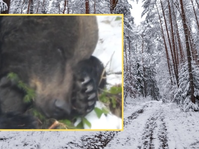 Leśnicy z Bieszczad pokazali nagranie. Ponad 70 tys. wyświetleń