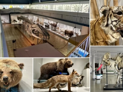 W tym wrocławskim muzeum zobaczysz szkielet największego zwierzęcia, jakie kiedykolwiek żyło na ziemi!