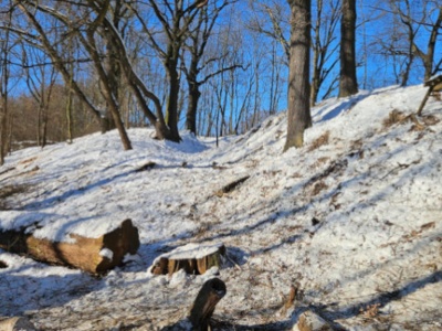 Koniec prac na Lisiej Górze w Rzeszowie. Sędziwe dęby odsłonięte, RDOŚ pokazuje efekty