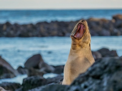 Atrakcje na Galapagos, które warto zobaczyć! Wyspa San Cristóbal