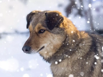 Dopłata do kojca dla psa? Minister zapowiada uruchomienie nowego programu