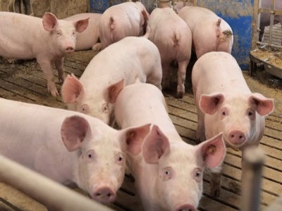 Przełom w walce z ASF. Najostrzejsze ograniczenia znikają po prawie 10 latach