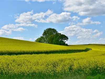 Rolnicy stracą pola? KRIR ostro o nowym prawie