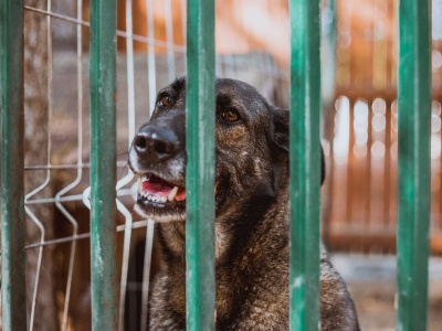 Rolnik nie potrzebują dopłaty do kojca dla psa. „O przyjaciół dbamy sami”