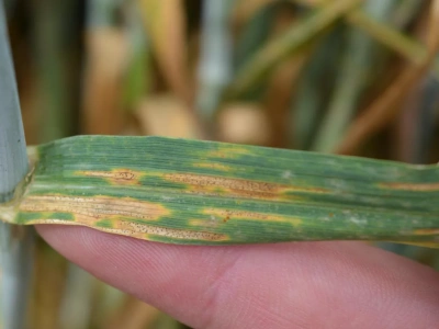 Niepokojące sygnały: septorioza uodparnia się na nowe karboksyamidy SDH