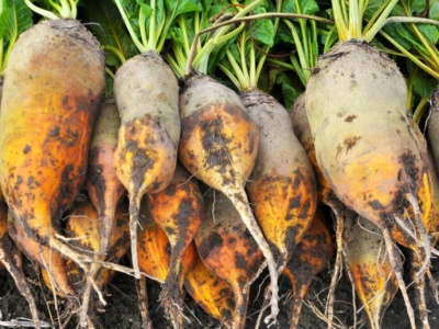 MHR porozumiała się z rolnikami. 7 zł/kg nasion buraka i 10 tys. zł za hektar plantacji nasiennej w toku produkcji