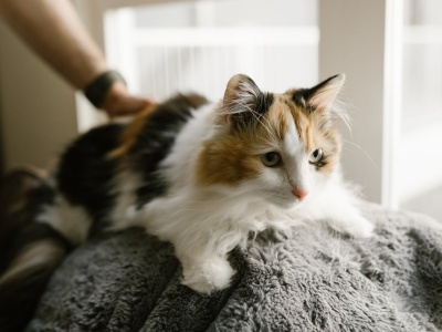 Możesz wyjechać na grecką wyspę i mieszkać tam niemal za darmo. Warunek: musisz lubić koty