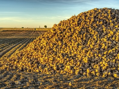 Sezon 2026 pod znakiem nowości. Do rejestru trafia aż 17 nowych odmian buraka