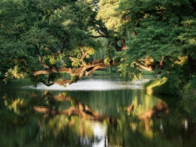 Europejskie Drzewo Roku. 110-letni wiąz szypułkowy z Szydłowca czeka na Twój głos!