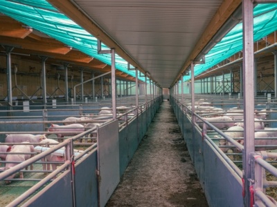 Ceny tuczników z 6 lutego wracają do poziomu sprzed styczniowych obniżek