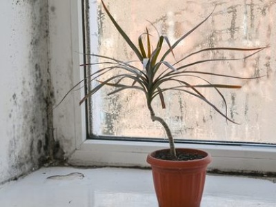 Zaparowane szyby i mokre parapety – chroń dom przed pleśnią