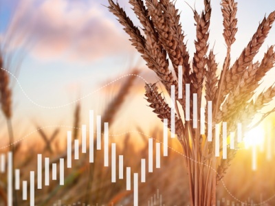 Ceny zbóż i oleistych na giełdach spadały w 2025. Co dalej z pszenicą, kukurydzą i rzepakiem?