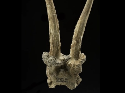 Niezwykła maska z czaszki kozła. Wyjątkowe odkrycie w niemieckiej wiosce