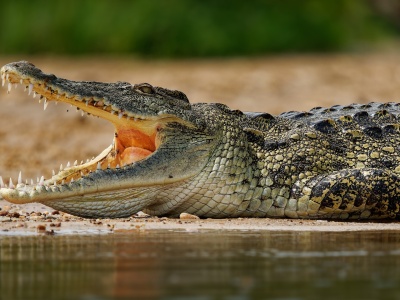 Uciekał przed stadem słoni, zabił go krokodyl. Tragedia w Zambii