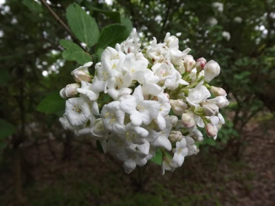 Wraca do łask w ogrodach. Kwitnie długo i zachwyca także jesienią