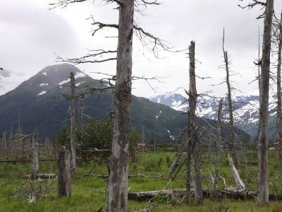 Kataklizm, po którym powstał las widmo. Po ponad 60 latach naukowcy wciąż są pod wrażeniem wydarzeń z Alaski