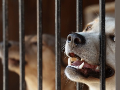 Wypożyczyli choinkę i pomogli bezdomnym zwierzętom