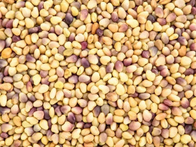 Koniczyna łąkowa – azotowa bomba w uprawach