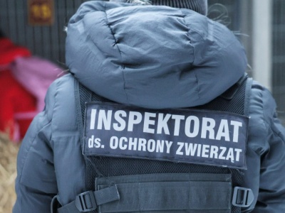 Żal, złość i bezsilność. Co pokazała sytuacja sobolewskiego schroniska?