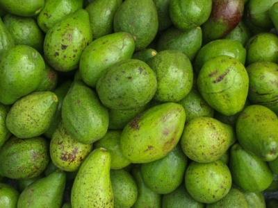 Meksyk bije rekord eksportu awokado do USA. W tle działalność karteli