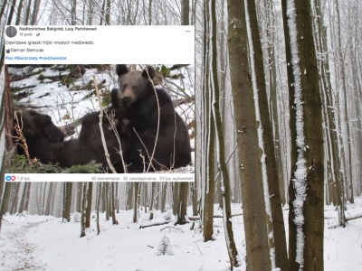 Leśnicy z Bieszczad pokazali nagranie. Ponad 50 tys. wyświetleń