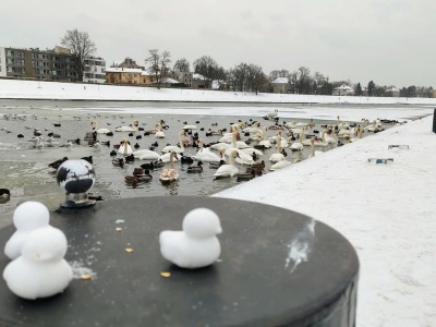 Odradzamy dziś karmienie łabędzi. Wysoce zjadliwa grypa ptaków w Krakowie