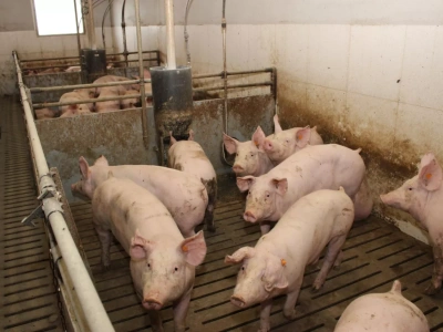 Ten etap decyduje na lata. Od loszek zależy przyszłość stada