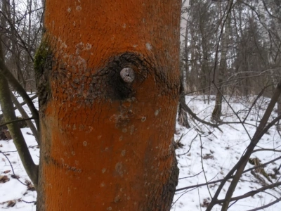 Powrót na ulicę Bukowską. Niesamowite odkrycia w lesie: malowane drzewa, grzyby i porosty