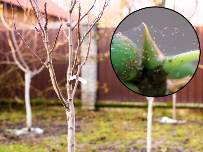 Zawieś na drzewkach, a przędziorki nie dotrwają do wiosny. Luty to najlepszy moment