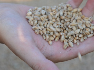 Ceny zbóż w lutym 2026. Sprawdzamy ceny pszenicy, rzepaku, kukurydzy