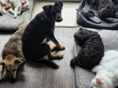 Mazowsze przeznacza 1,5 mln zł na pomoc bezdomnym zwierzętom. Rusza nabór wniosków dla gmin