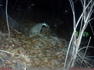 Nowy lokator Łazienek Królewskich. „Pojawił się po raz pierwszy”