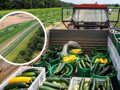 3,5 hektara upraw, 72 tony warzyw i ponad 4200 osób korzystających ze zbiorów. Drugi sezon Miejskiej Farmy.