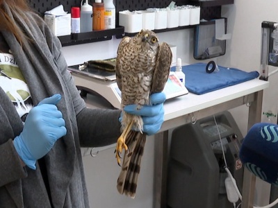 Weterynarze zachodzili w głowę. Drapieżnik zachorował przez gołębia