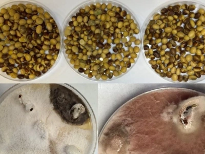 Groźne grzyby mogą być ukryte w nasionach soi! Osłabione wschody i plonowanie