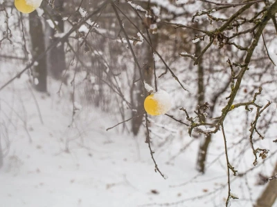 Wetrzyj w pień już teraz. Mszyce nie zdążą zaatakować drzew