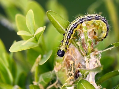 Weź 3 łyżeczki białego proszku z kuchni i litr wody. Działaj zawczasu