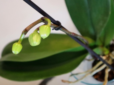 Storczyk obsypie się nowymi pąkami. Wystarczy podać mu 