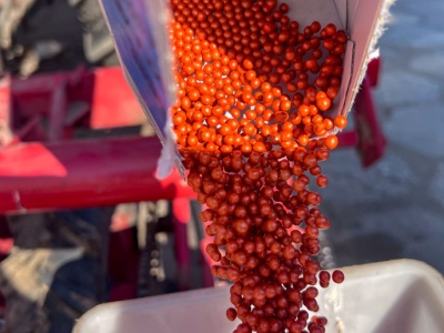 Po wymagającym 2025 r. burak cukrowy staje przed wyzwaniami kolejnego sezonu