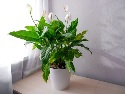 Zalej, przyciśnij i poczekaj. Ta domowa odżywka obudzi pąki skrzydłokwiatu