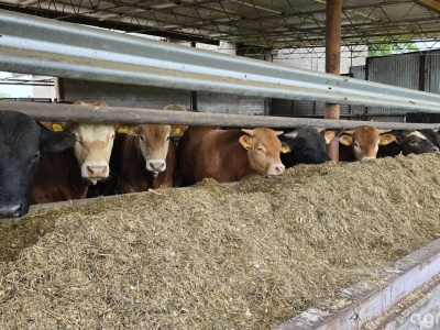 Choroba niebieskiego języka w Polsce. GLW potwierdza kolejne ogniska