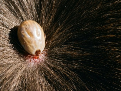 Kleszcze nie zginęły na mrozie, ale nauka ma na nie bat. Niektórym Polakom podniesie ciśnienie