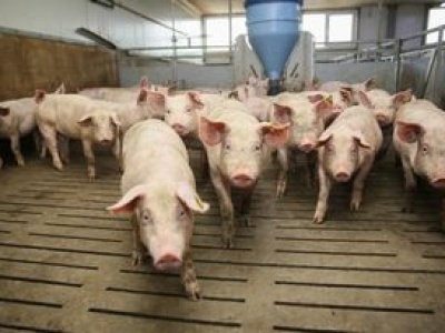 Koniec sporów smród na wsi. Oto co szykuje resort rolnictwa