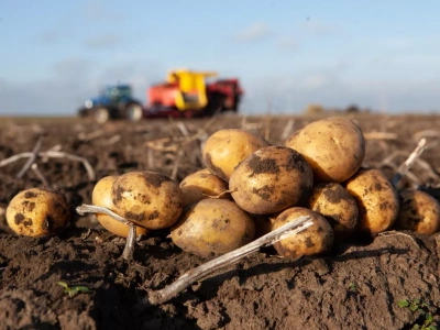Ziemniaki tanieją, rolnicy mają problem. Prognozy na kolejny sezon