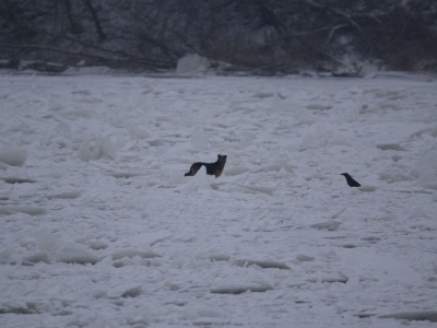 Suczka od tygodnia żyje na zamarzniętej Wiśle. Trwa akcja ratowania spłoszonego zwierzęcia